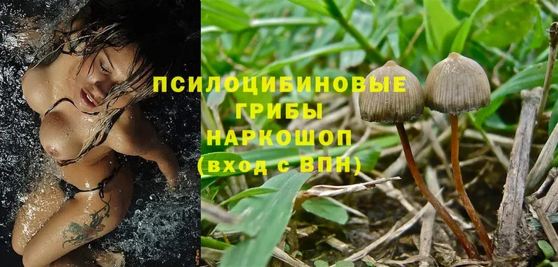 что такое   Бронницы  Галлюциногенные грибы Magic Shrooms 